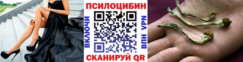 где можно купить наркотик  Тавда  Псилоцибиновые грибы Psilocybe 